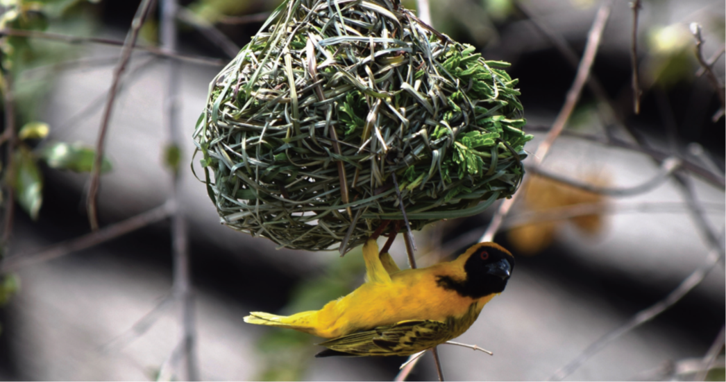 Photo biomimétisme nid d'oiseau