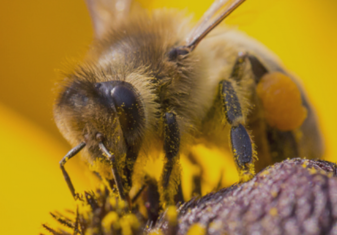 Photographie d'une abeille